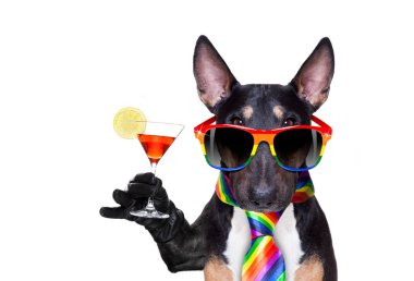 gay pride köpek