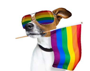 gay pride köpek
