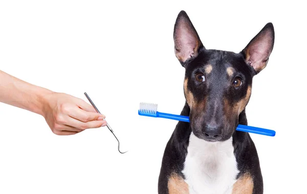 Diş diş fırçası köpek — Stok fotoğraf