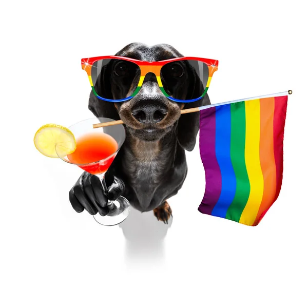 Pies dumy gejowskiej — Zdjęcie stockowe