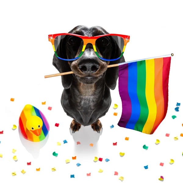 Gay orgoglio cane — Foto Stock