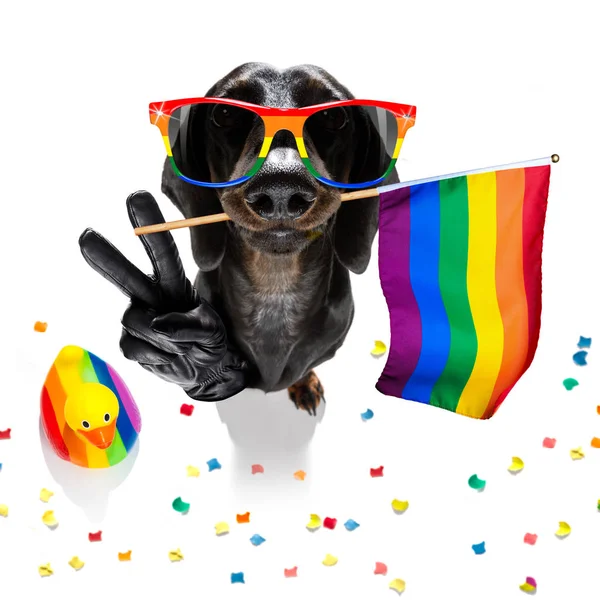 Gay orgulho cão — Fotografia de Stock