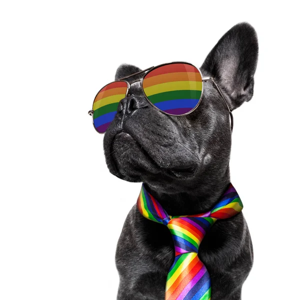 Gay orgoglio cane — Foto Stock