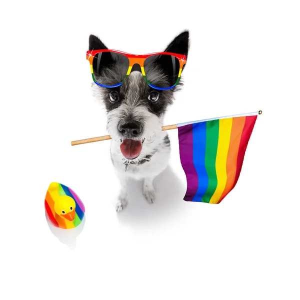 Gay pride chien — Photo