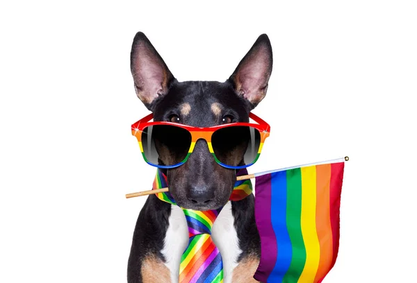 Гей-собака — стоковое фото