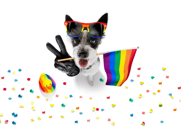 Gay pride dog — Stock Photo, Image
