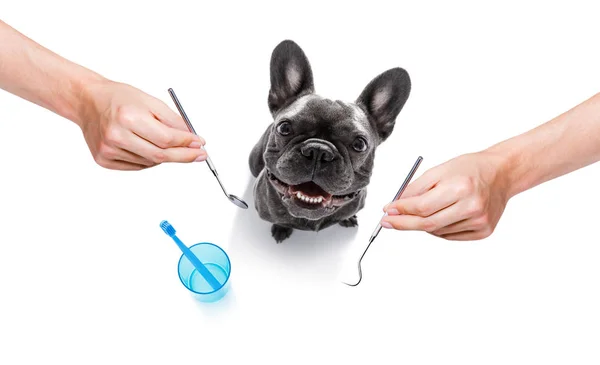 Cepillo dental perro —  Fotos de Stock