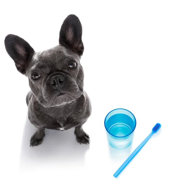 Dental toothbrush dog — Stock Photo, Image