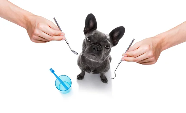 Cepillo dental perro — Foto de Stock