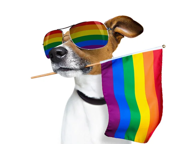 Gay orgoglio cane — Foto Stock