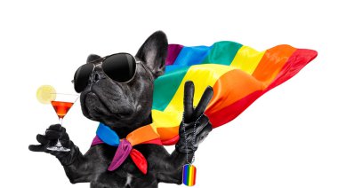 gay pride köpek