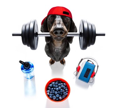 kişisel antrenör köpek