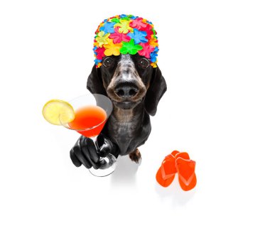 yaz tatil tatil köpek
