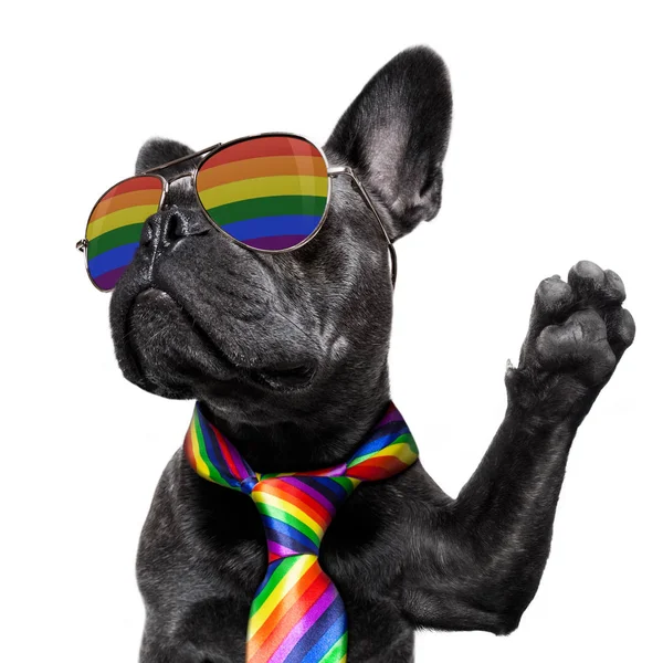 Gay pride hond — Stockfoto