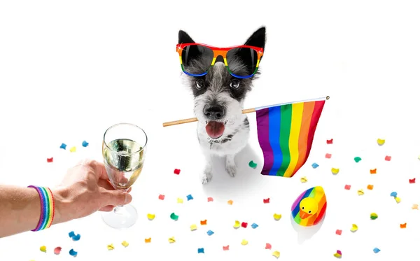 Gay pride dog — Stock Photo, Image