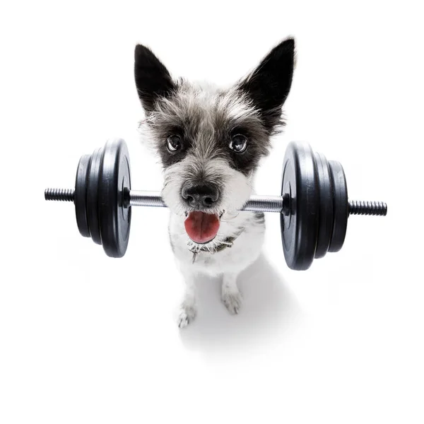 Personal Trainer Hund — Stockfoto