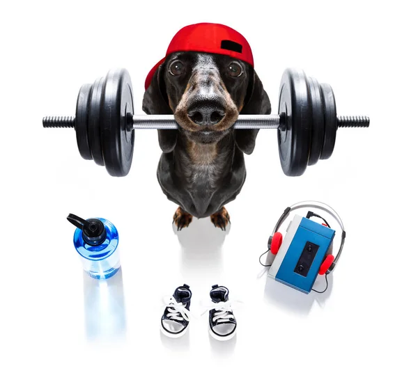 Persoonlijke trainer hond — Stockfoto