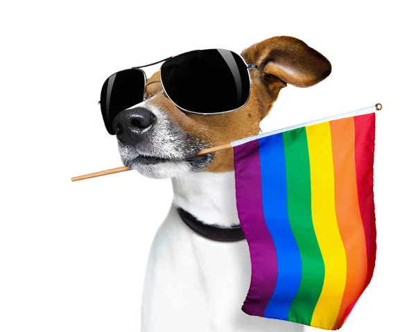 Gay orgullo perro — Foto de Stock