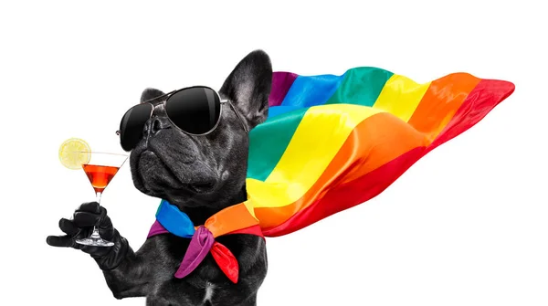 Gay pride köpek — Stok fotoğraf