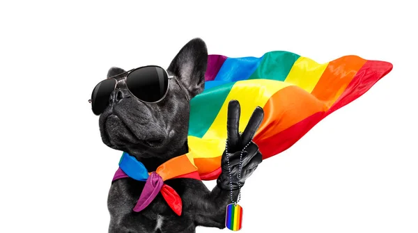 Gay pride hond — Stockfoto