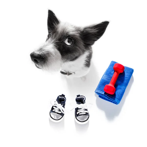 Personal Trainer Hund — Stockfoto