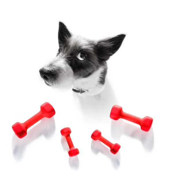 Personal trainer dog — Stock Photo, Image