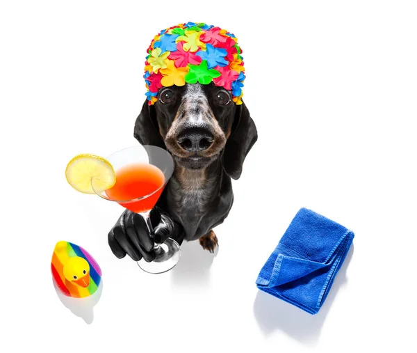 Summer vacation holiday dog — Stock Photo, Image