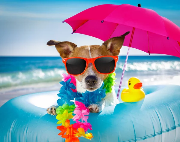 Perro en la playa y el océano con colchón de aire —  Fotos de Stock