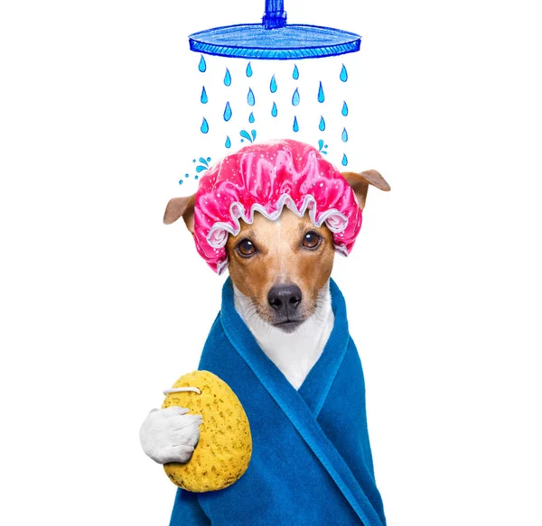 Hond in de wellness-spa — Stockfoto