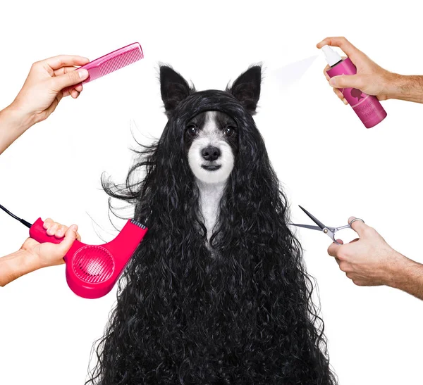 Grooming hund på frisörer — Stockfoto