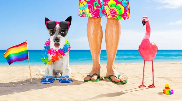 Cão e proprietário férias de verão — Fotografia de Stock