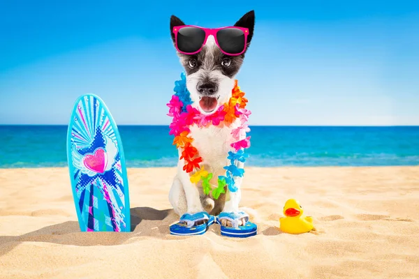 Surfista cão praia — Fotografia de Stock