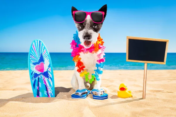Surfer dog beach — Stock Photo, Image