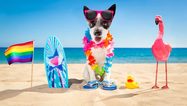 Surfer hund beach — Stockfoto