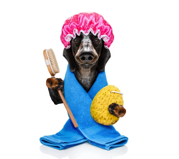 Hund im Bademantel — Stockfoto