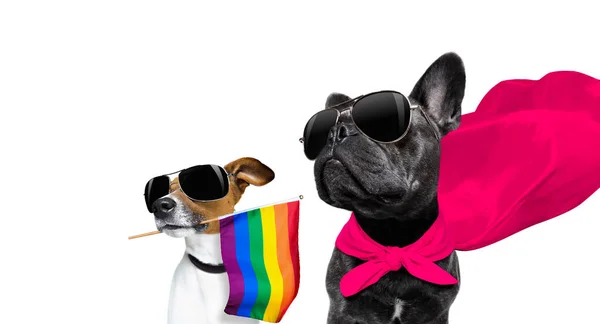 Gay orgulho cão — Fotografia de Stock