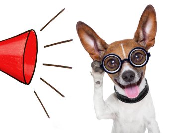 köpek büyük kulağı ile dinlemek