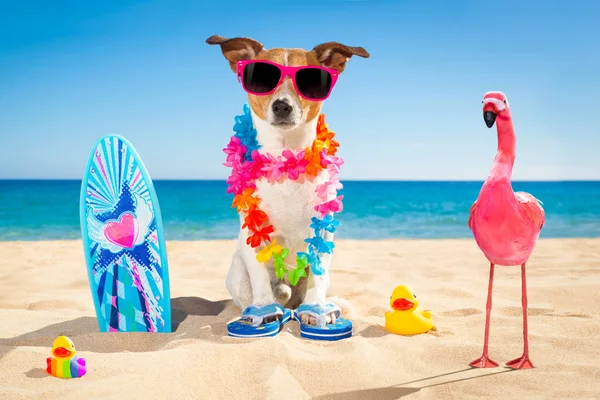 Spiaggia per cani surfisti — Foto Stock