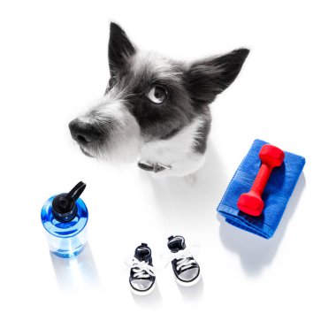 kişisel antrenör köpek