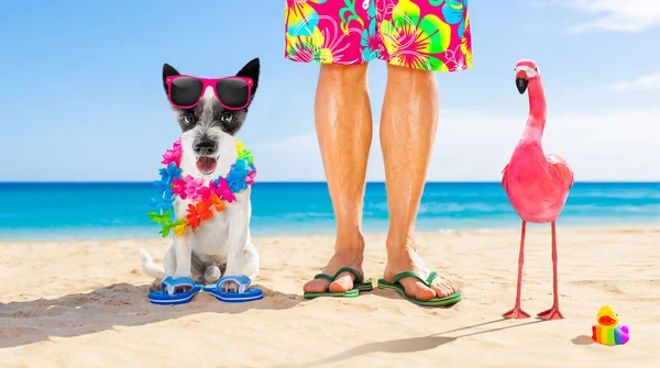 Yaz tatillerini köpek ve sahibi — Stok fotoğraf