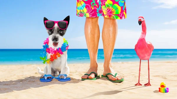 Cão e proprietário férias de verão — Fotografia de Stock