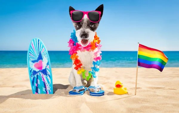 Hundestrand für Surfer — Stockfoto