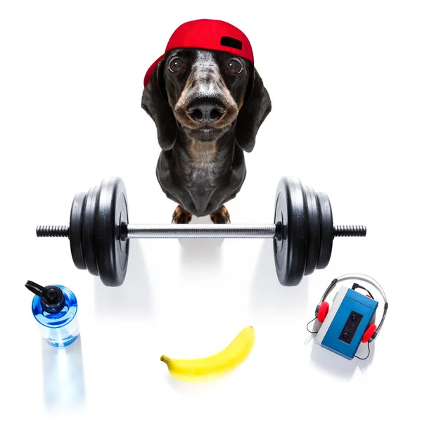 Personal Trainer Hund — Stockfoto