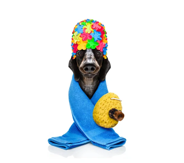 Bir bornoz elbise ile köpek — Stok fotoğraf