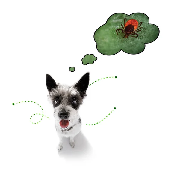Cão com pulgas, carrapatos ou insetos — Fotografia de Stock