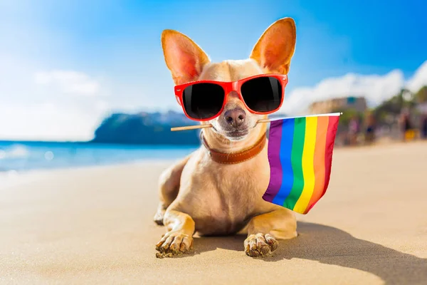 Cane surfista in spiaggia — Foto Stock