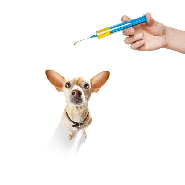 Dog  with fleas, ticks or insects — Stock Photo, Image
