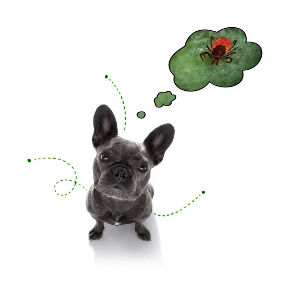 Dog  with fleas, ticks or insects — Stock Photo, Image