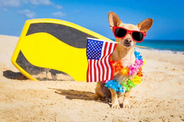 Surfer dog  at the beach — Stock Photo, Image