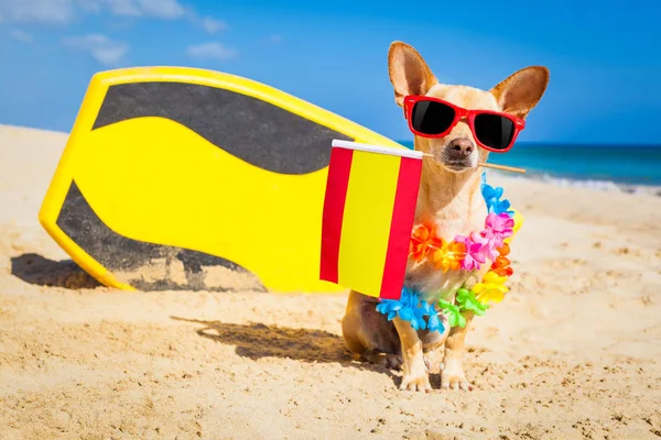 Perro surfista en la playa — Foto de Stock